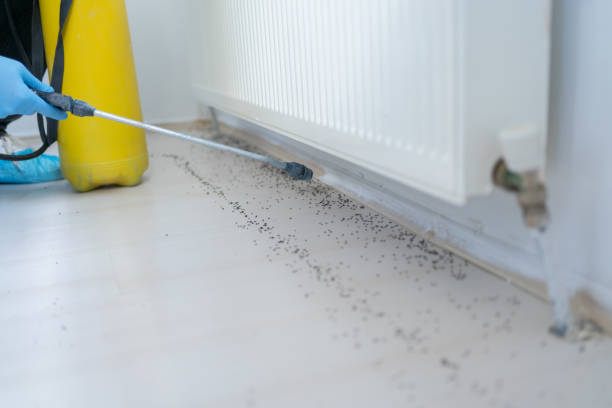 Best Flea Control Services  in Collinsville, CT