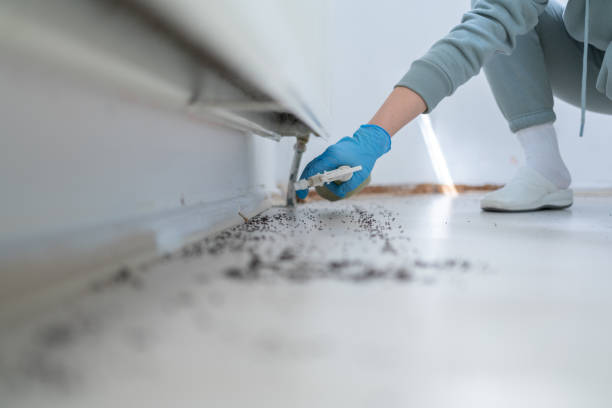 Best Cockroach Control Services  in Collinsville, CT